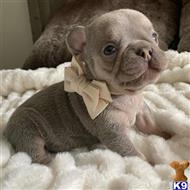 french bulldog puppy posted by COUTURE WEST FRENCHIES